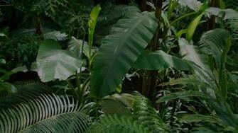 Leafy Background Darker Tell Someone Who Cares