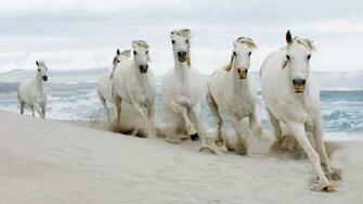 Hite Horses On The Beach HD Wallpaper Background Image