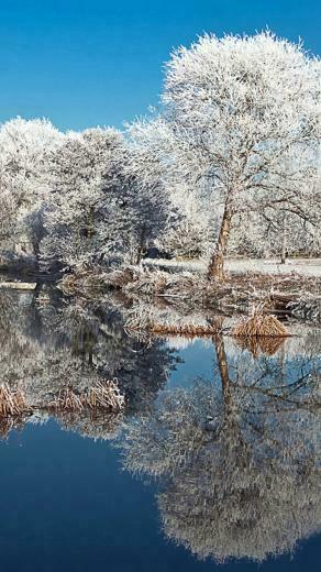 iPhone Background Trees Winter Snow