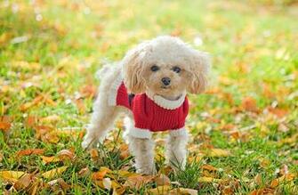 My Poodle HD Wallpaper New Tab Theme Mystart