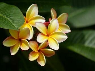 Plumeria Wallpaper
