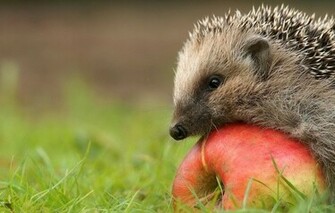 Wallpaper Hedgehog Apple Grass Beauty Animals
