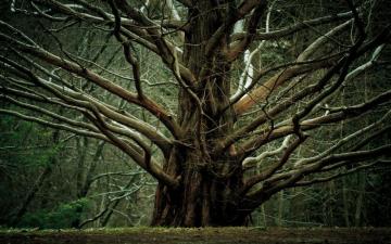 Scary Tree Pictures