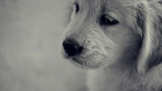 Golden Retriever Puppy Wallpaper