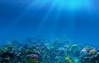 Underwater Coral Reef Background