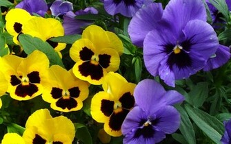 Wallpaper Pansy Flowers