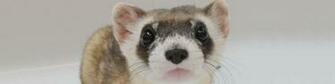 Home Conservation Local Black Footed Ferret