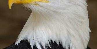 American Eagle Htc One Wallpaper Best