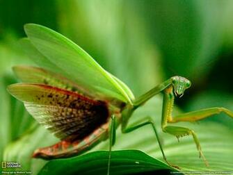 Praying Mantis Wallpaper Collection Mantises