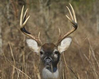Monster Point Buck Up Close