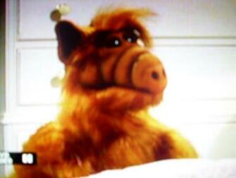 Alf Image HD Wallpaper And Background Photos