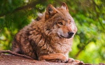 HD Beautiful Wolf Wallpaper