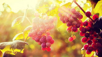 Cluster Of Red Globe Grapes 3dmzjaujzqmwz6ln Wallpaper