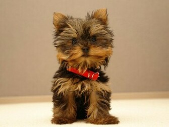 Cute Puppy Wallpaper Stock Photos