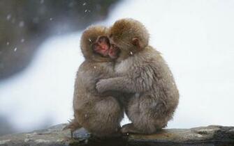 Wildlife Wallpaper The Animal World Lovely Pictures Harmony Of