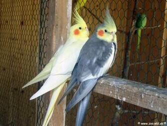 Photos Cute Cockatiel Pictures