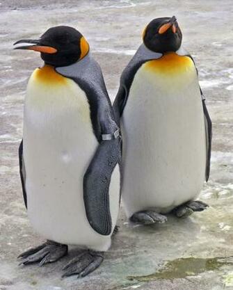 King Penguin Wallpaper Animals Town