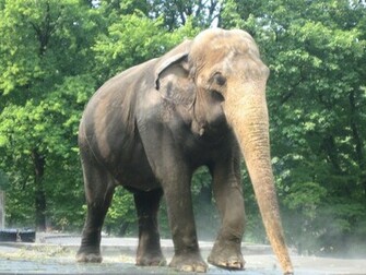 Indian Elephant