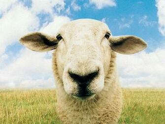 Funny Farm Animals Wallpaper Others