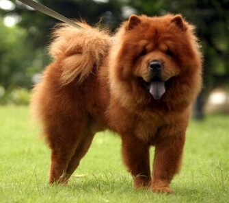 Chow