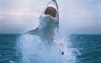 Great White Shark Wallpaper
