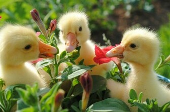 Coders Explore The Collection Birds Ducks Duck
