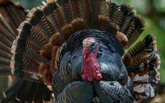 Proud Turkey HD Wallpaper