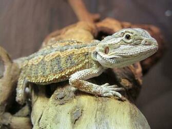 Pin Funny Bearded Dragon