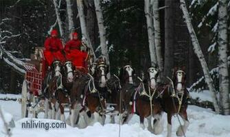 Clydesdale Horses In Snow Budweiser