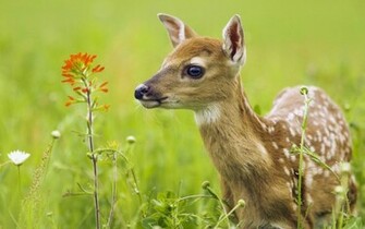 Deer Desktop Background HD Wallpaper Moshlab