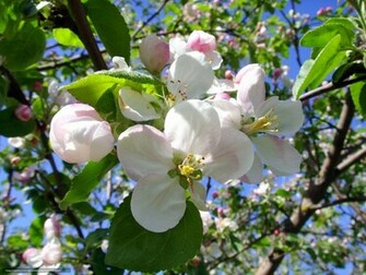 Spring Desktop Wallpaper Amazing Collection Weddingdressin