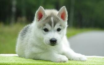Husky Cute Puppy Dogs Wallpaper