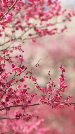 Spring Signs iPhone 5s Wallpaper iPad