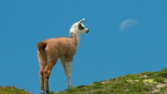 Llama Wallpaper