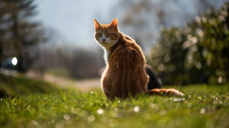 Cat 4k Ultra HD Wallpaper Image