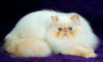 White Persian Cat Wallpaper HD Desktop