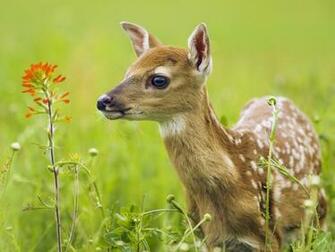 Animals White Tailed Deer Minnesota Picture Nr