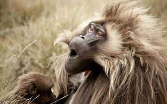 Monkey Wallpaper HD Pictures One Background