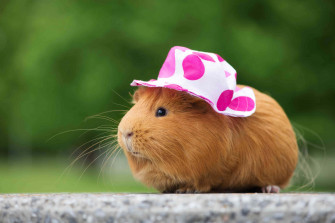 Cute Guinea Pig Pictures Wallpaper