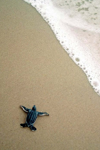 A Baby Turtle Is Walking On The Beach Wallpaper