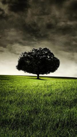 Beautiful Couples Searching Dating Flint Dark Tree Nature