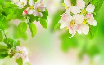 Spring Flowers Clip Art On