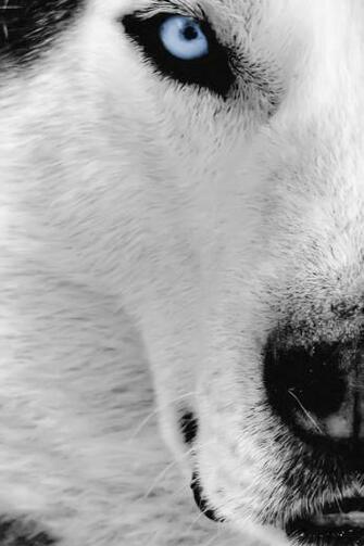 Wallpaper Background Pictures Photos iPhone Wolf