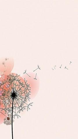 Dandelion Herb Plant Decoration Background Wallpaper