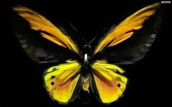 Butter Fly Wallpaper