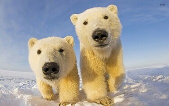 Cute Polar Bear Cubs Wallpaper
