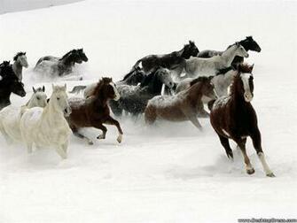 Desktop Wallpaper Animals Background Snow Horses
