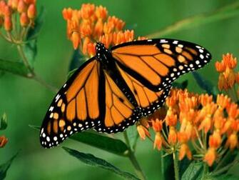 Colorful Butterfly Background Desktop Wallpaper