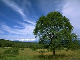 Nature Wallpaper Wonderful Lush Summer Scene
