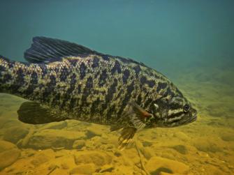 Trophy Smallmouth Bass Fishing On Alabama S Wilson And Pickwick